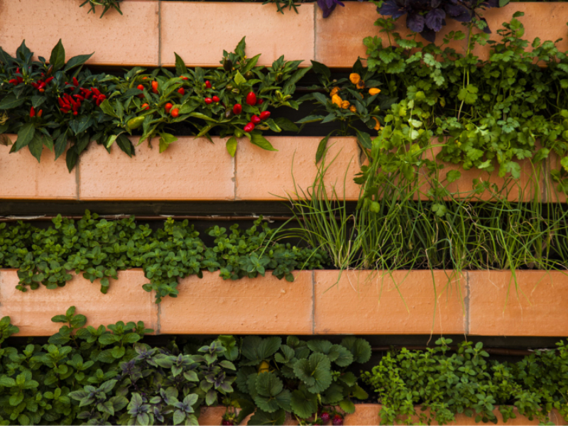 Garden Wall da dicas sobre hortas verticais