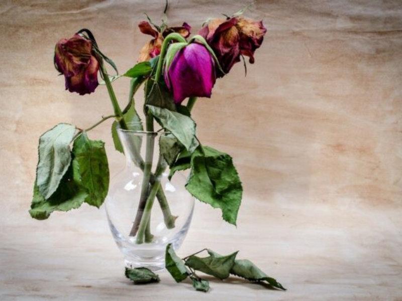 Coronavírus: entidade prevê falência de 66% dos produtores de flores
