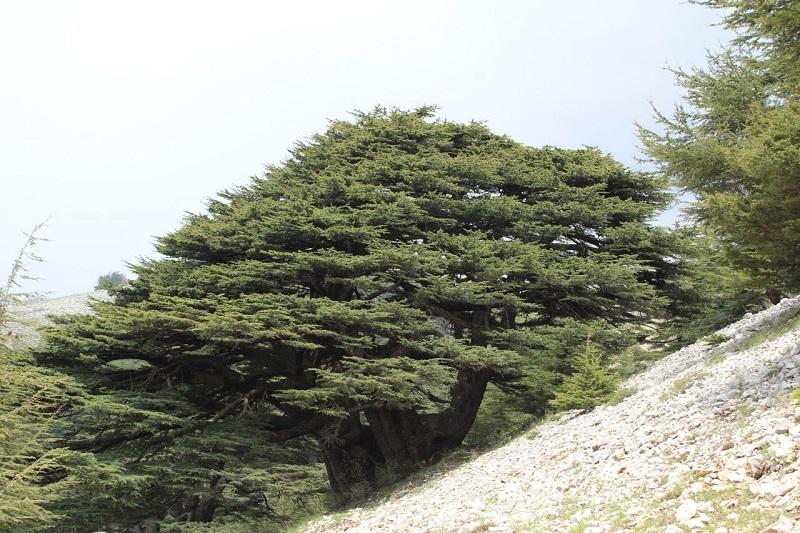 Shouf Al Shouf Cedar Nature Reserve Lebanon