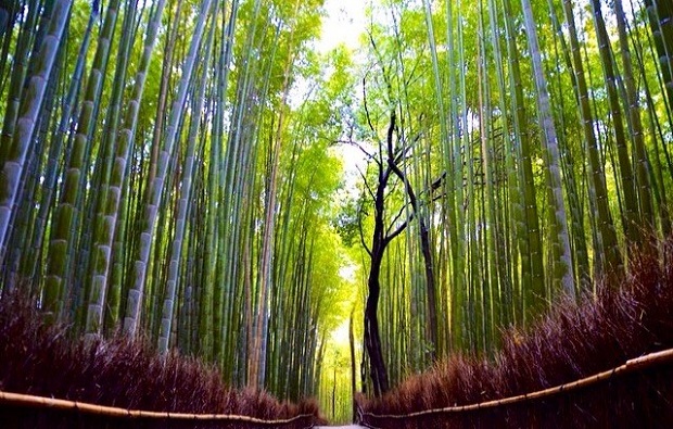 Sitio da Mata Bambu