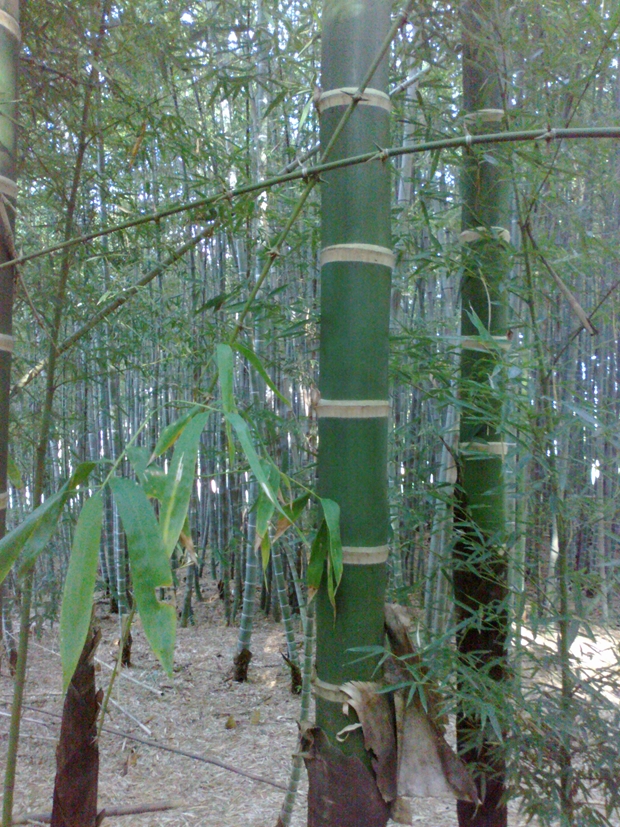 sitio da mata bambu 12