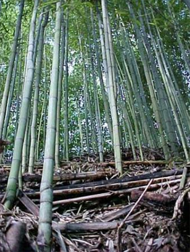 sitio da mata bambu 14